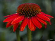 24th Aug 2015 - Cone Flower