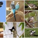 A Few More Bird Shots... by happysnaps