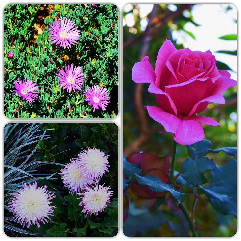 Pretty Pink Flowers. by happysnaps