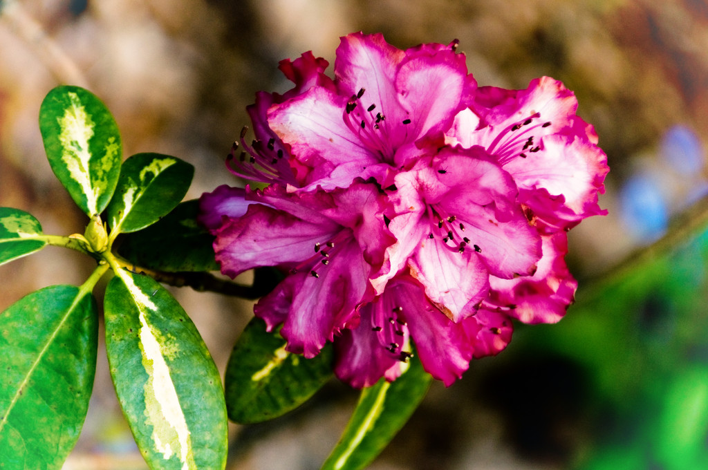 2A - Pink Rhodo by annied