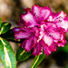 2A - Pink Rhodo by annied