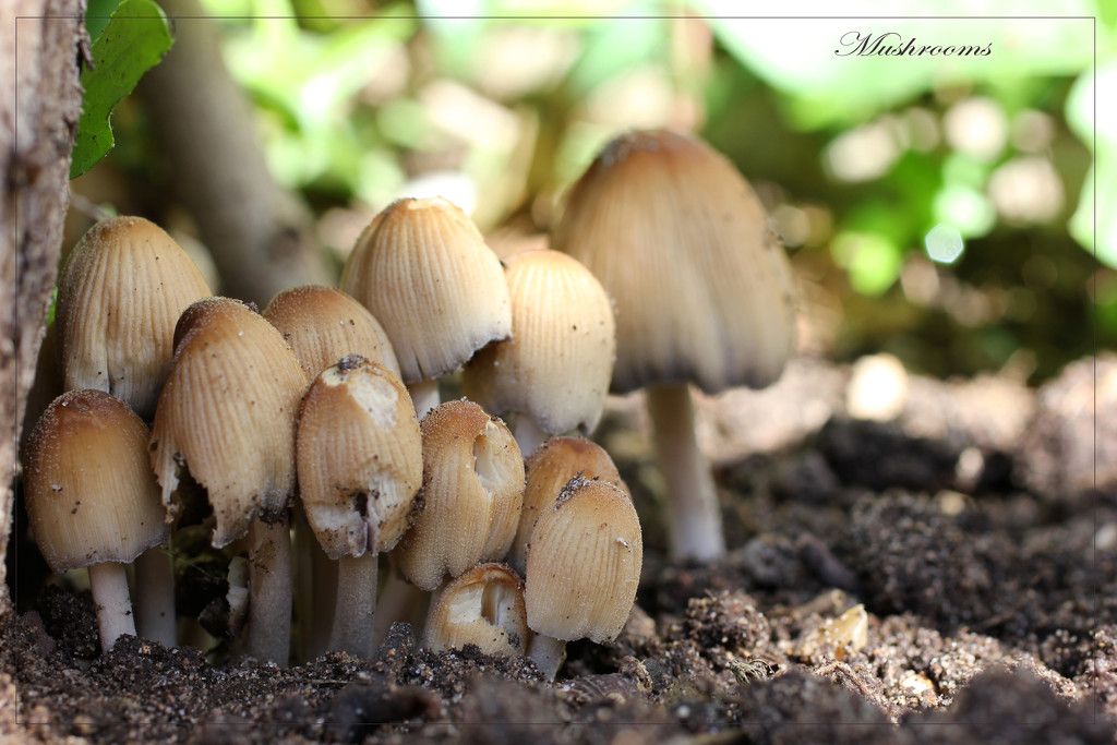 Mushrooms by jamibann