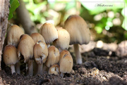 29th Sep 2015 - Mushrooms