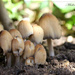 Mushrooms by jamibann