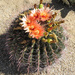 ~Cactus~ by crowfan