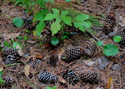 29th Sep 2015 - Forest floor still life with pine cones