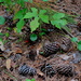 Forest floor still life with pine cones by congaree