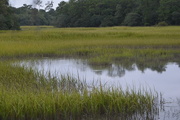 29th Sep 2015 - Marsh scene, Charles Towne Landing State Historic Site, Charleston, SC