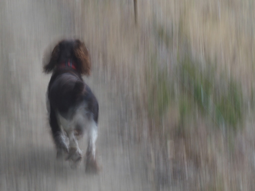 Jasper in motion by laroque