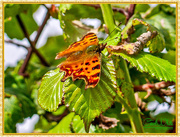 29th Sep 2015 - Comma Butterfly