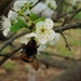 Bumble Blossom by wenbow