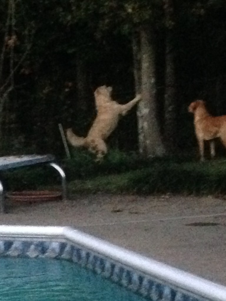 Peaches treeing a squirrel  by prn