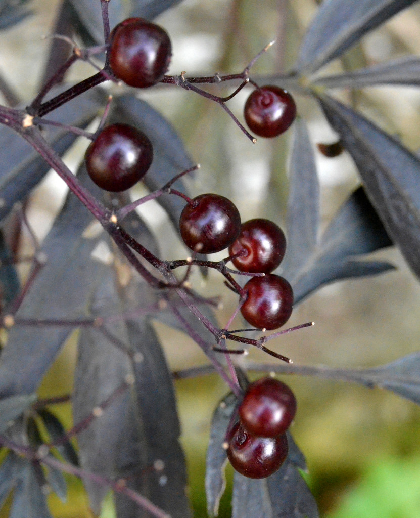 Sambuca berries by arkensiel