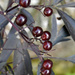Sambuca berries by arkensiel
