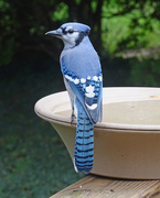 18th Sep 2015 - Blue Jay getting a drink