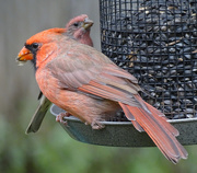 21st Sep 2015 - Cardinal and House Finch
