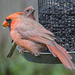 Cardinal and House Finch by annepann