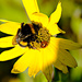 Bumblebee and ladybug by elisasaeter