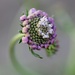 A Swirl Of Scabious by motherjane