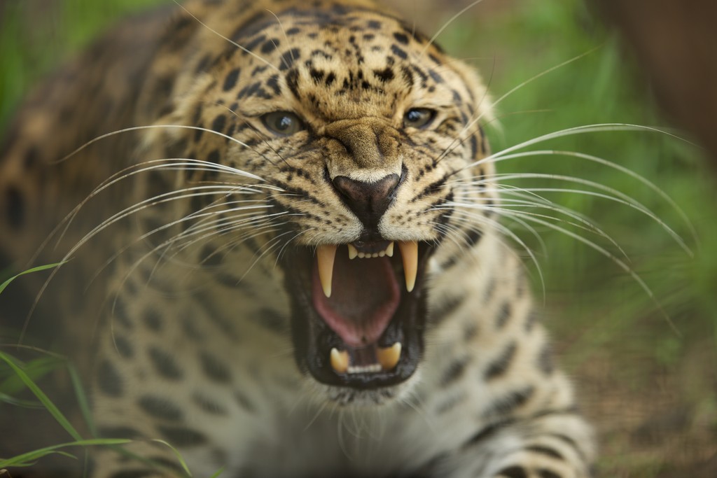 Amur Leopard by padlock