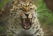 27th Sep 2015 - Amur Leopard