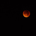Day 4 ~ Blood moon by nicoleterheide