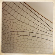 18th Jul 2015 - Dragonfly Wing