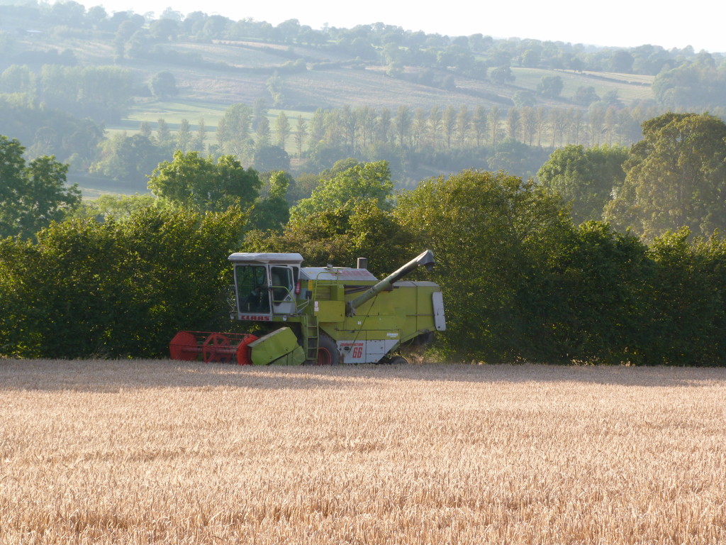 Harvest time. by shirleybankfarm