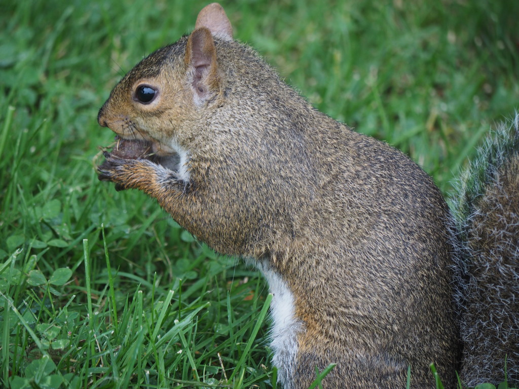 Hungry Squirrel by selkie