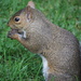 Hungry Squirrel by selkie