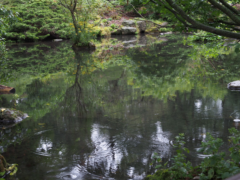 Faery Pond by selkie