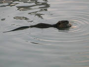 24th Sep 2015 - Coypu