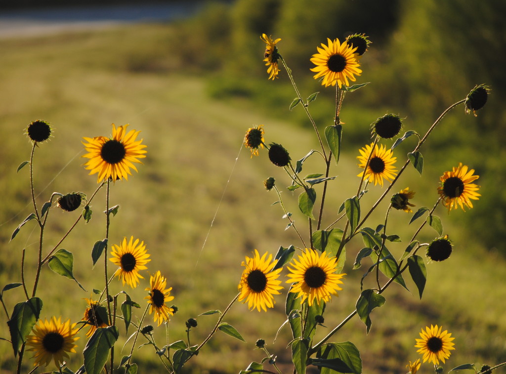 Sunflowers in the Sun by genealogygenie