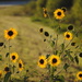 Sunflowers in the Sun by genealogygenie