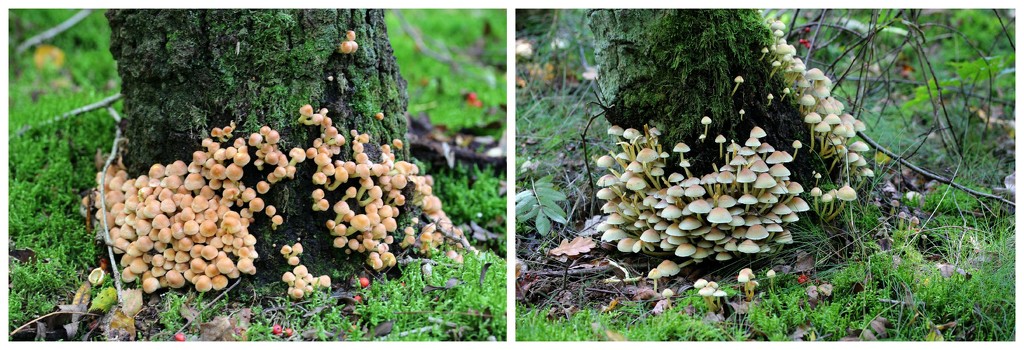 2 pic.`s of the ``many`` toadstools  by pyrrhula
