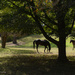 Horse farm by mccarth1