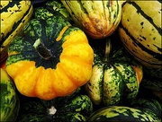 29th Sep 2015 - A Harvest of Gourds