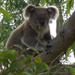 In the green by koalagardens