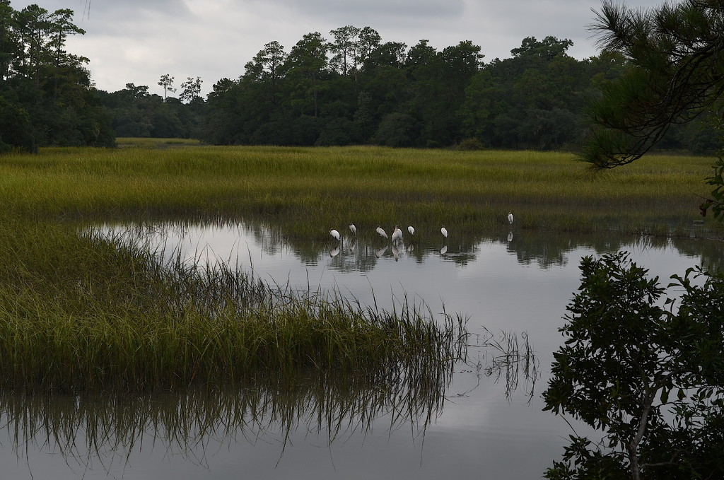 Wood storks and marsh by congaree