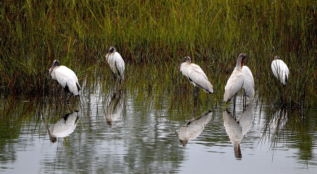 Wood storks by congaree