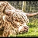 Take the Bull by the Horns by stuart46
