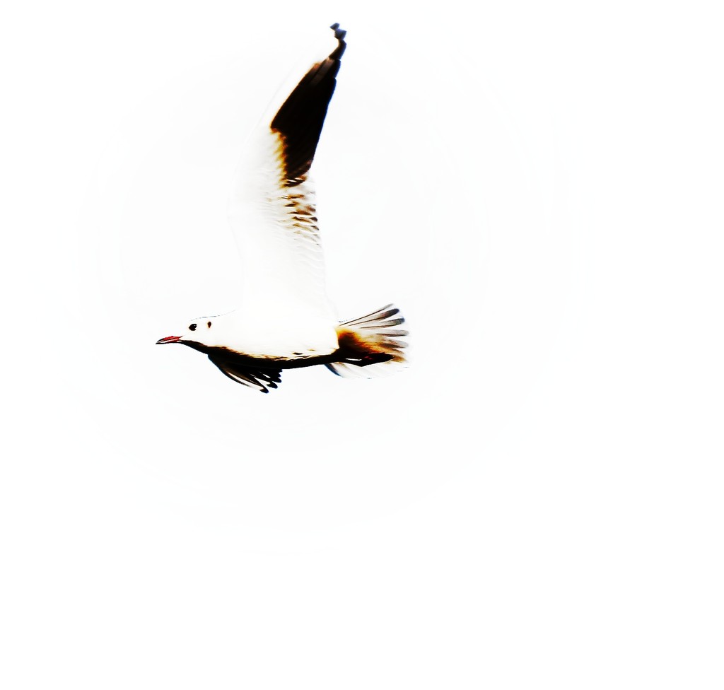 Flashback - Hi Key Seagull by swillinbillyflynn