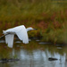 Snowy egret by mccarth1