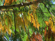 30th Sep 2015 - Signs of Fall