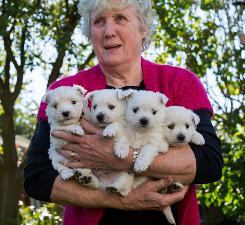 30th September 2015     - Rhona and the puppies by pamknowler