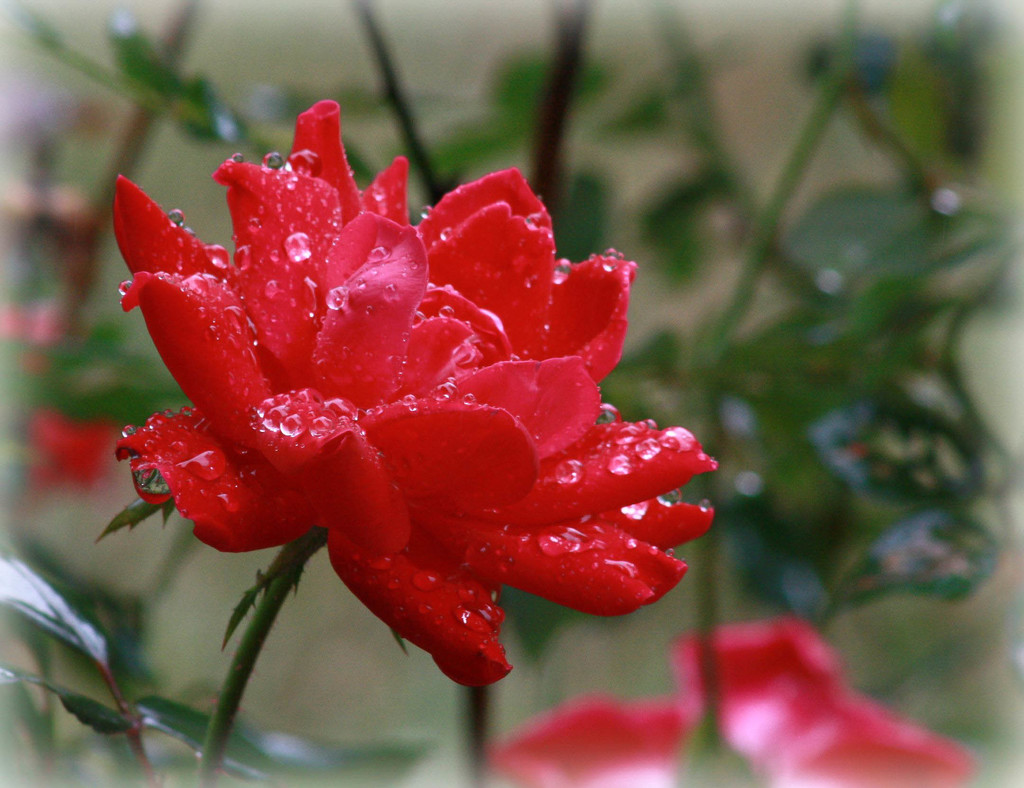 A rose in the rain by mittens
