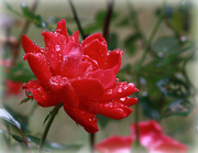 30th Sep 2015 - A rose in the rain