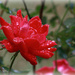 A rose in the rain by mittens