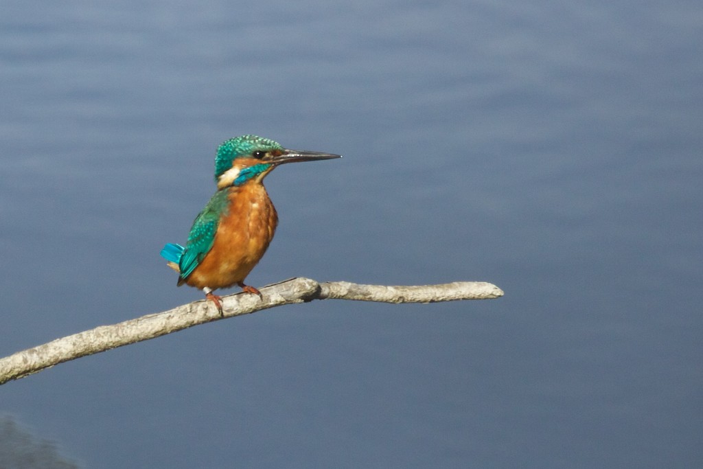 Kingfisher-having a good look. by padlock