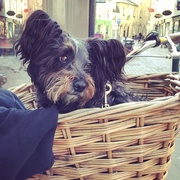 29th Sep 2015 - Dog basket